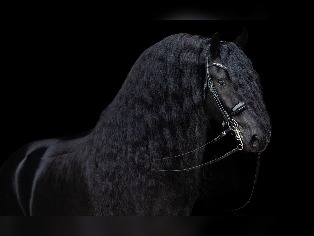 Fries paard Hengst 5 Jaar 168 cm Zwart in Kwadijk