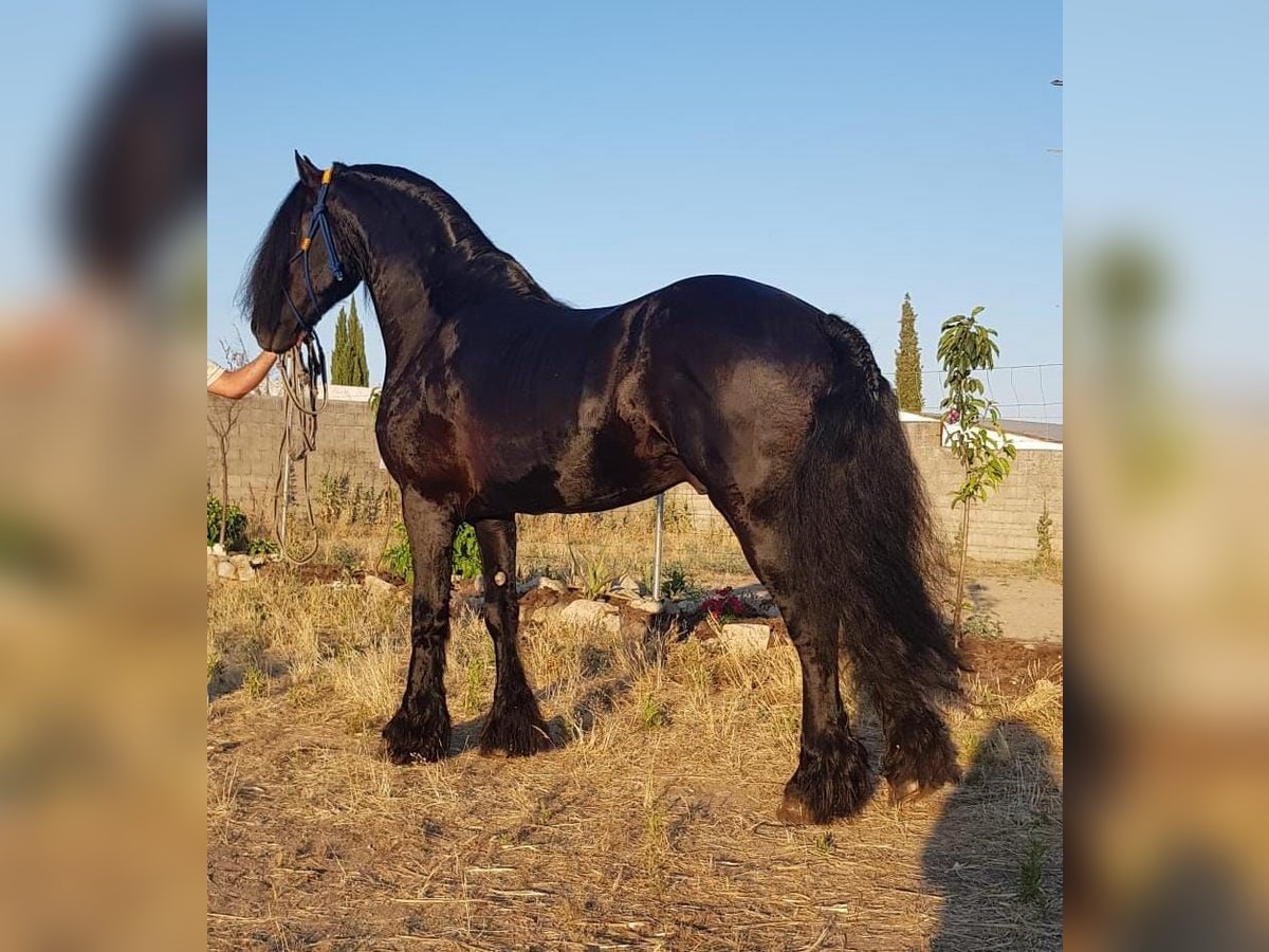 Fries paard Hengst 5 Jaar Zwart in Espinar, De El (Estacion)