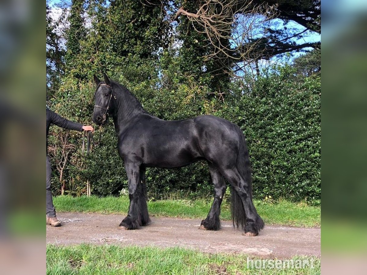 Fries paard Hengst 6 Jaar 160 cm Zwart in Tralee