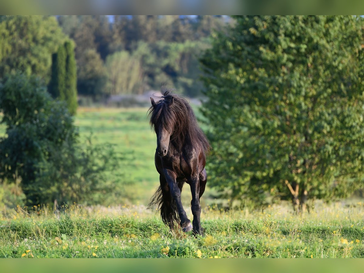 Fries paard Hengst 6 Jaar 162 cm Zwart in Feldkirchen-Westerham