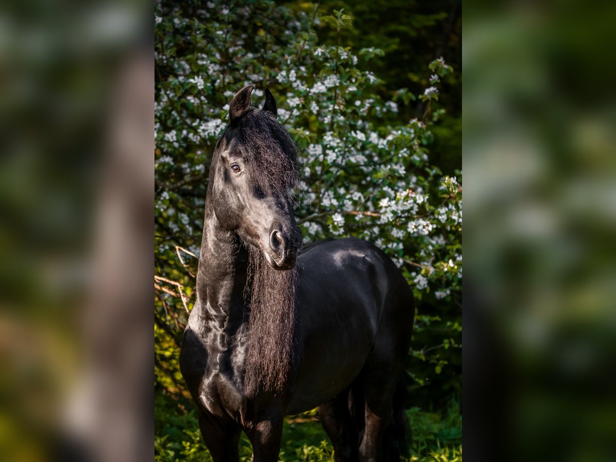 Fries paard Hengst 6 Jaar 163 cm Zwart in Novo mesto - dostava