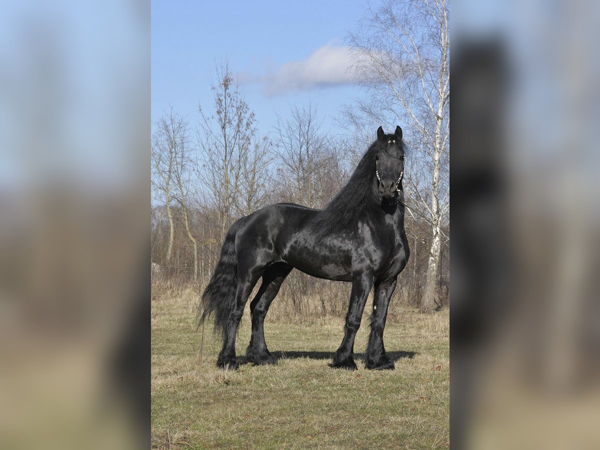 Fries paard Hengst 6 Jaar 165 cm Zwart in Łódź