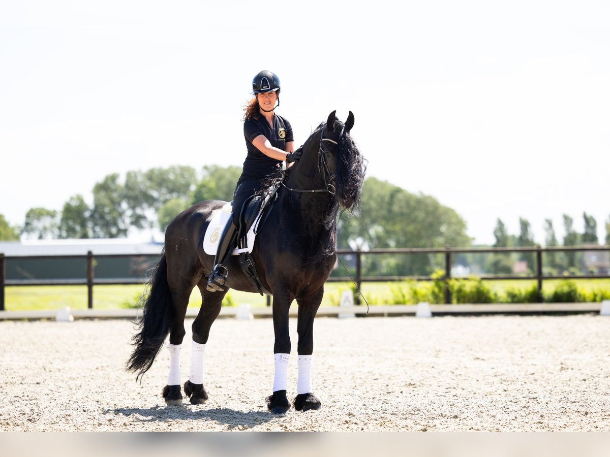 Fries paard Hengst 6 Jaar 165 cm Zwart in Harlingen