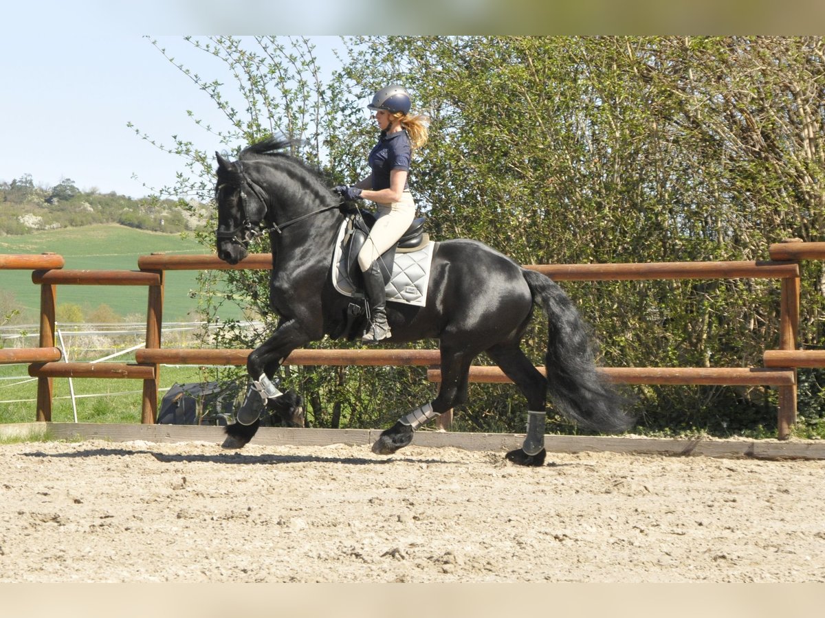 Fries paard Hengst 6 Jaar 165 cm Zwart in Ochtendung