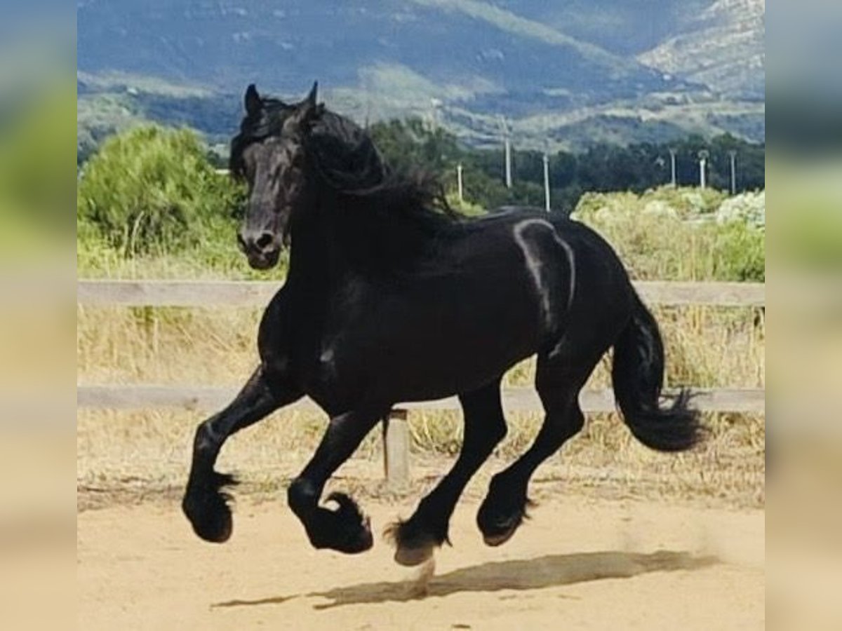 Fries paard Hengst 6 Jaar 168 cm Zwart in Madrid