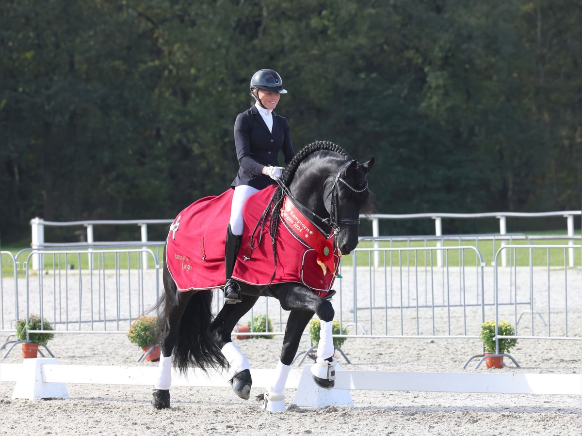 Fries paard Hengst 6 Jaar 170 cm Zwart in Aalsmeer