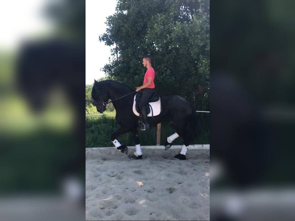 Fries paard Hengst 6 Jaar 172 cm Zwart in El Barco De Avila