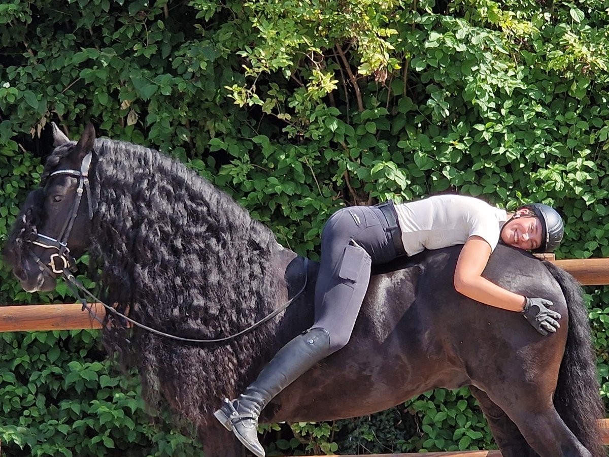 Fries paard Hengst 6 Jaar 173 cm Zwart in Ochtendung