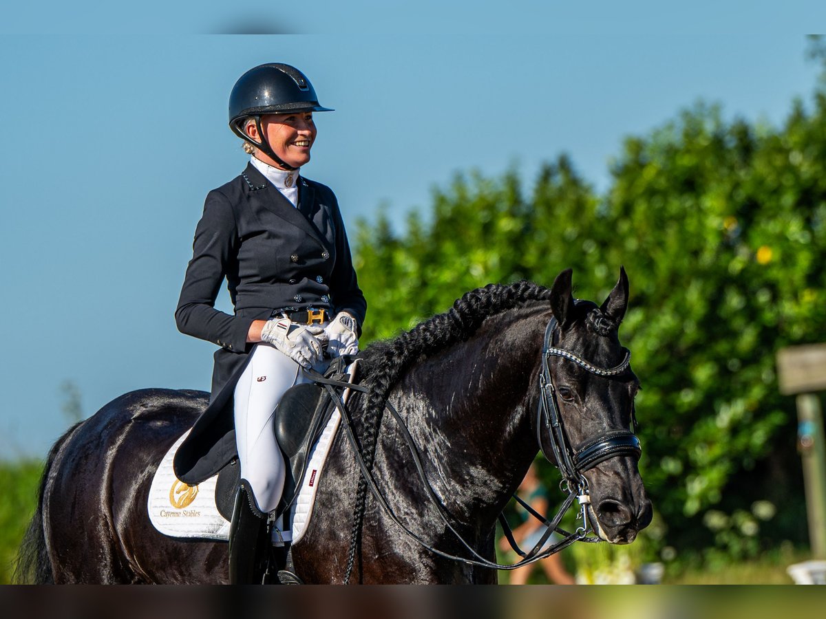 Fries paard Hengst 6 Jaar in Aalsmeer