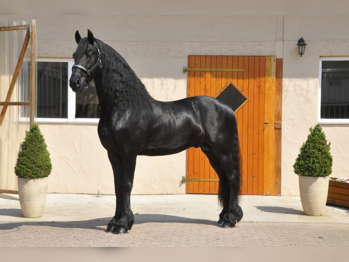 Fries paard Hengst 7 Jaar 166 cm Zwart in Ochtendung
