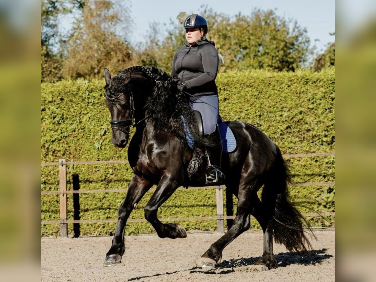 Fries paard Hengst 7 Jaar 166 cm Zwart in Stadskanaal