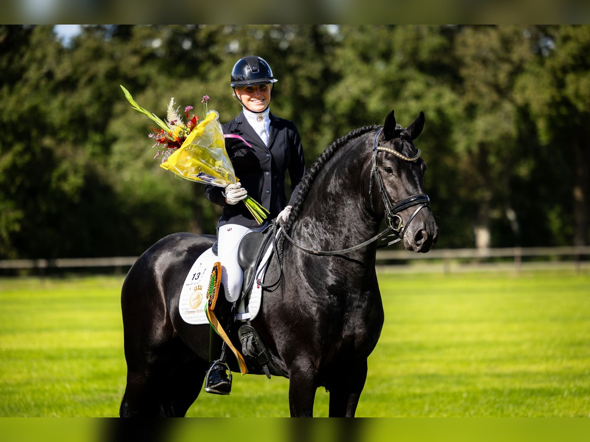 Fries paard Hengst 7 Jaar in Aalsmeer