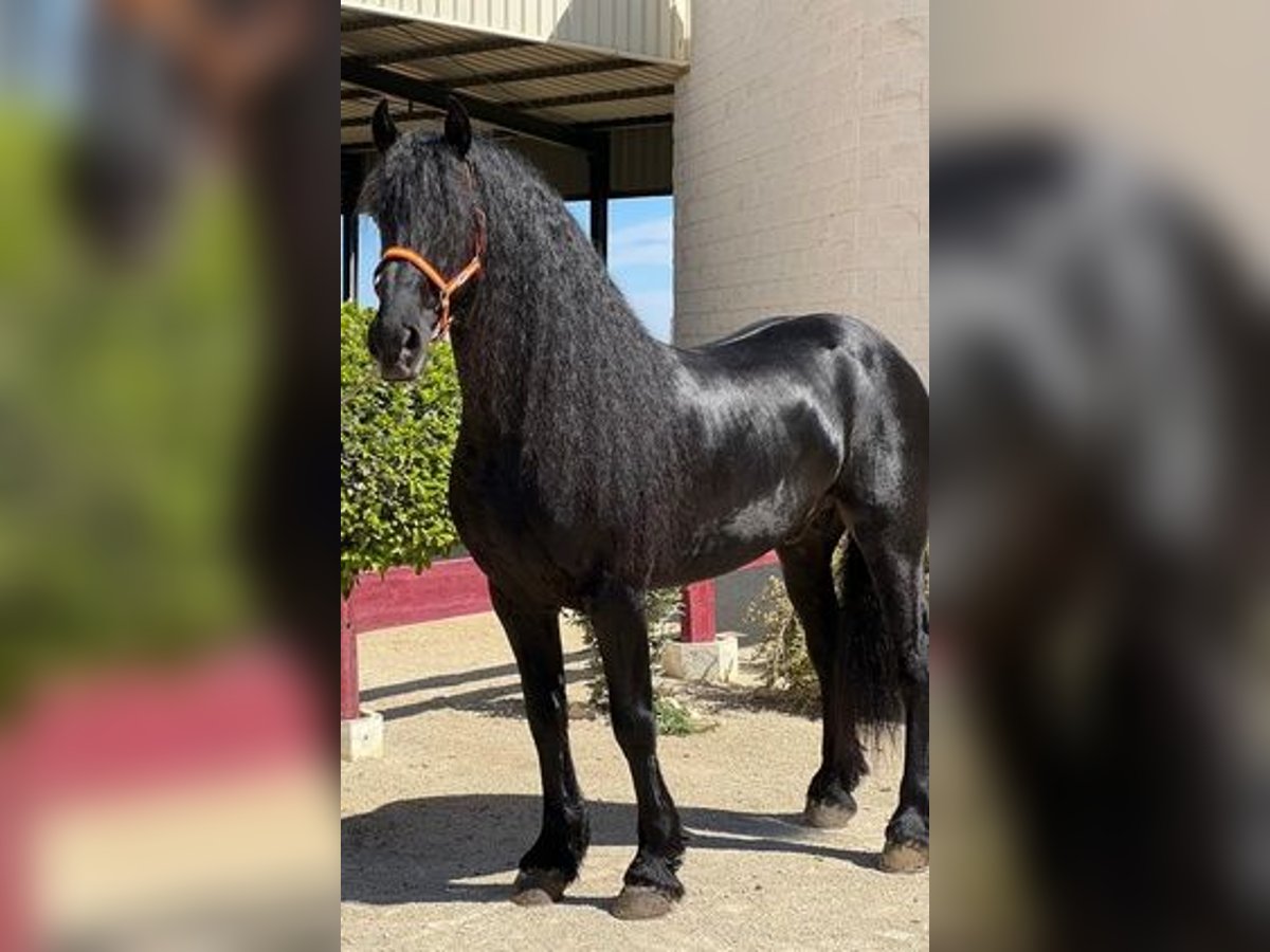 Fries paard Hengst 8 Jaar 163 cm Zwart in Sevilla