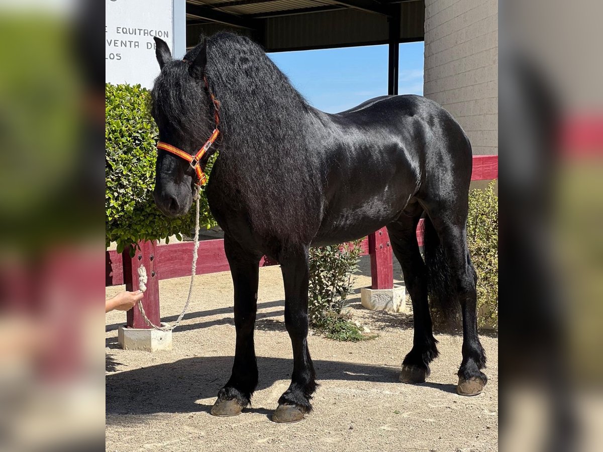 Fries paard Hengst 8 Jaar 166 cm Zwart in Martfeld