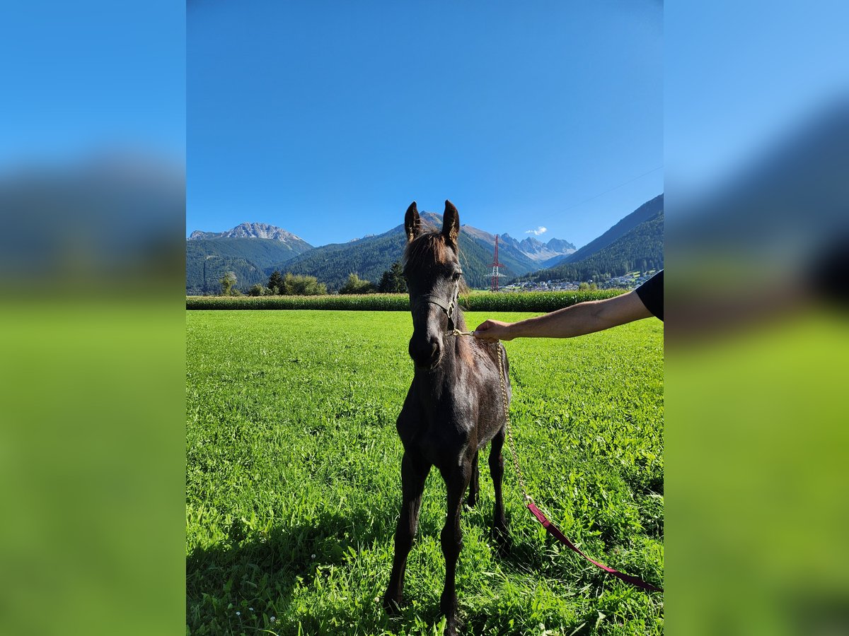 Fries paard Hengst Veulen (02/2025) 165 cm Zwart in Oberperfuss