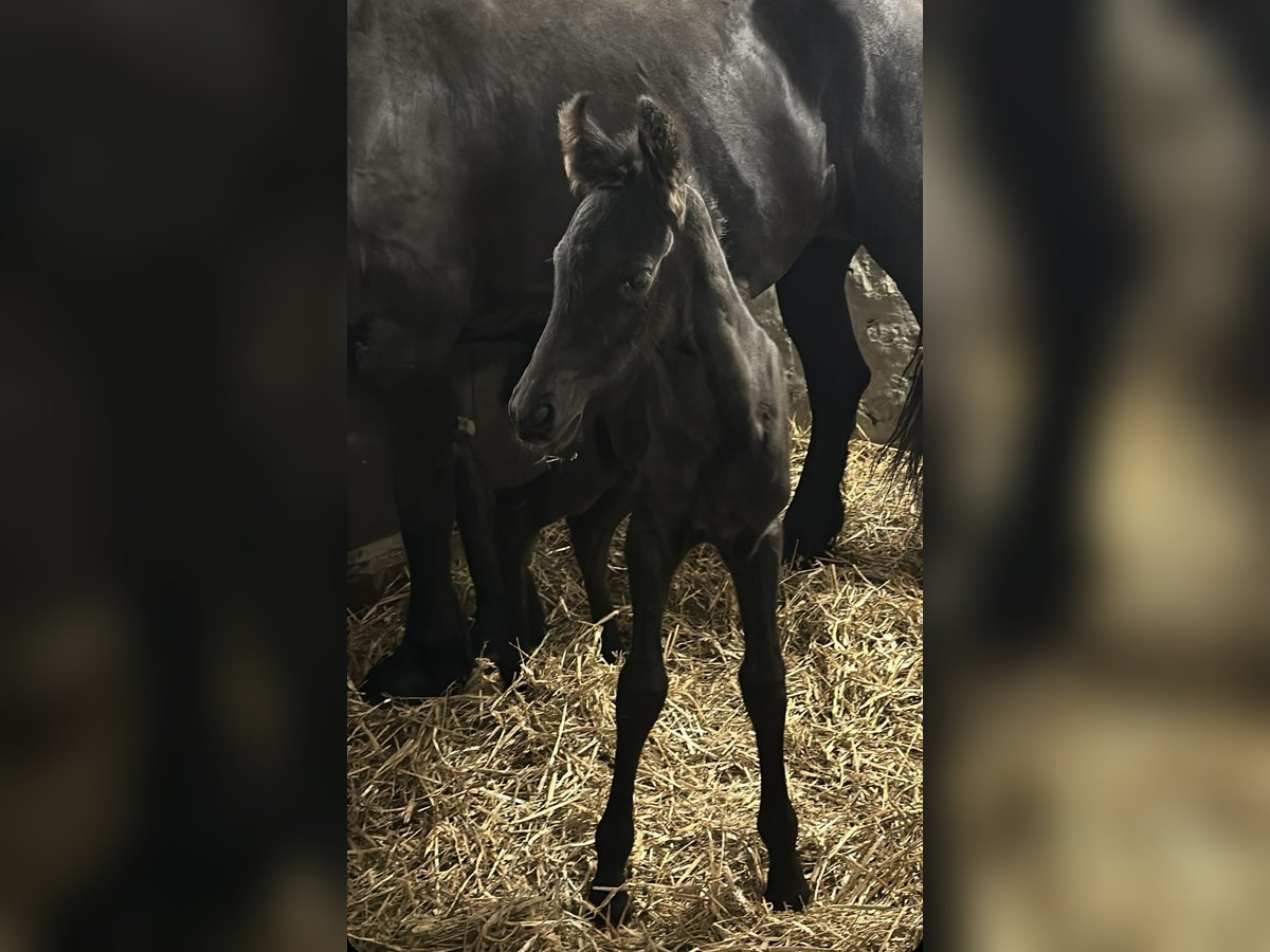 Fries paard Hengst veulen (06/2024) in Aachen