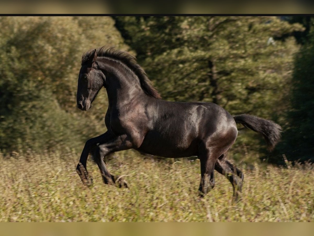 Fries paard Hengst Veulen (01/2025) in Zw&#xF6;nitz
