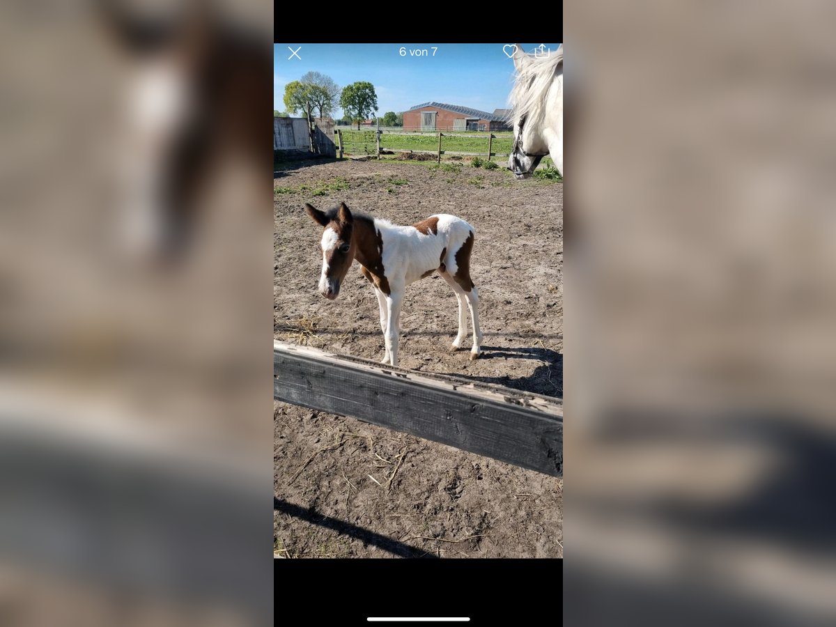 Fries paard Hengst Veulen (04/2025) in Rhede