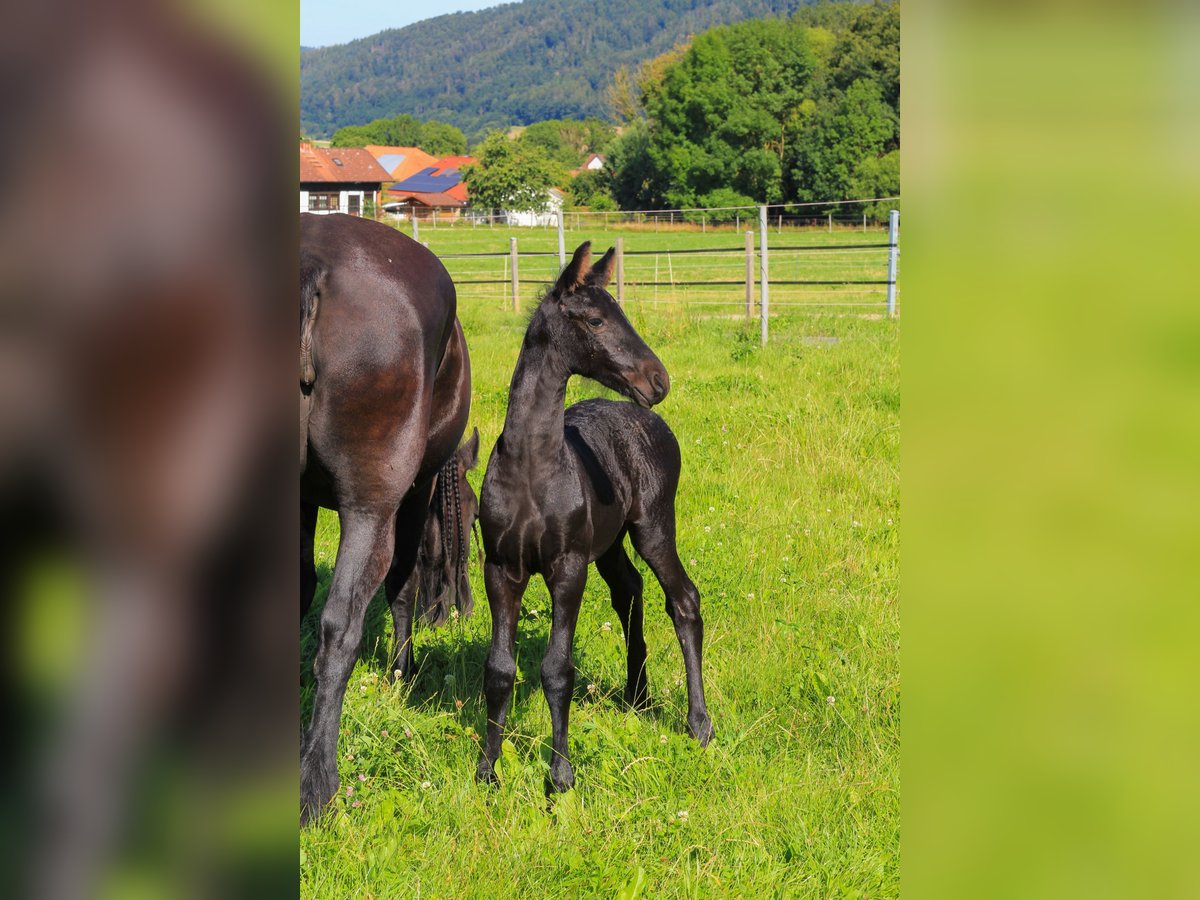 Fries paard Hengst veulen (06/2024) Zwart in Oberweser