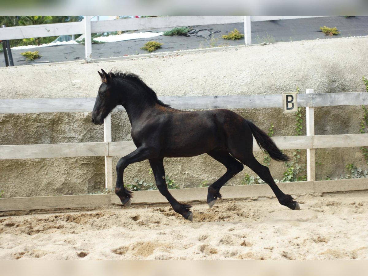Fries paard Hengst Veulen (01/2025) Zwart in Wa&#x142;brzych