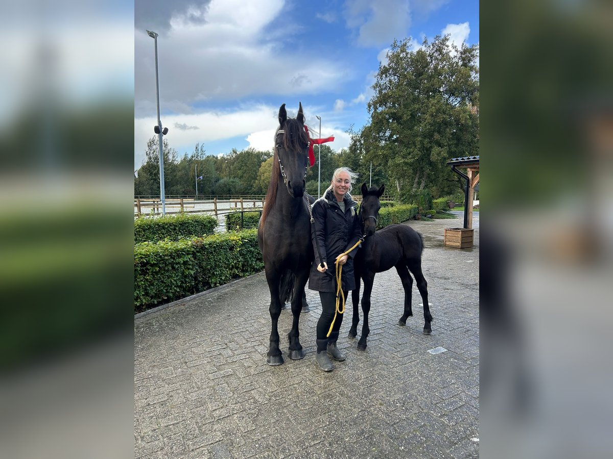 Fries paard Hengst Veulen (08/2025) Zwart in Oosthem