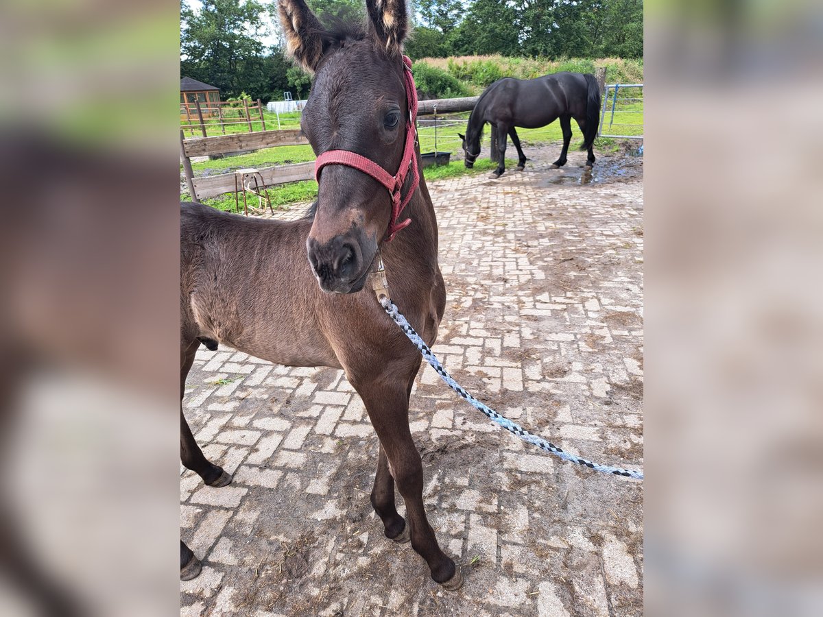 Fries paard Mix Hengst veulen (05/2024) Zwart in Großheide