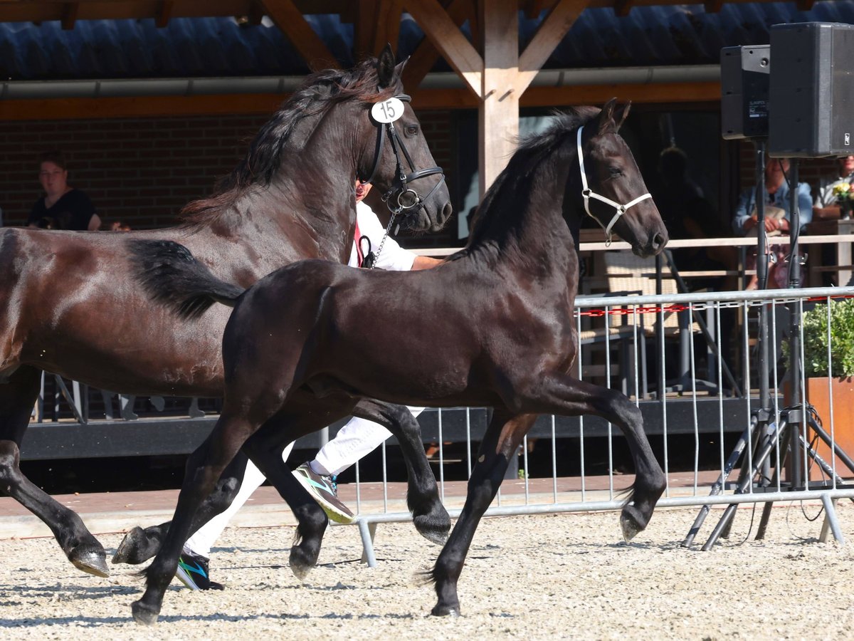 Fries paard Hengst veulen (04/2024) Zwart in Sonsbeck