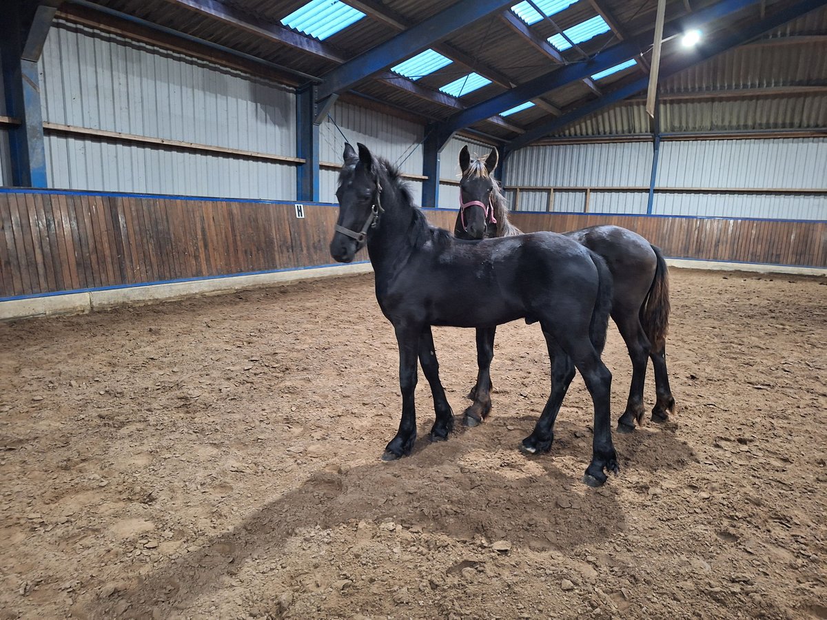 Fries paard Hengst veulen (04/2024) Zwart in Dalen