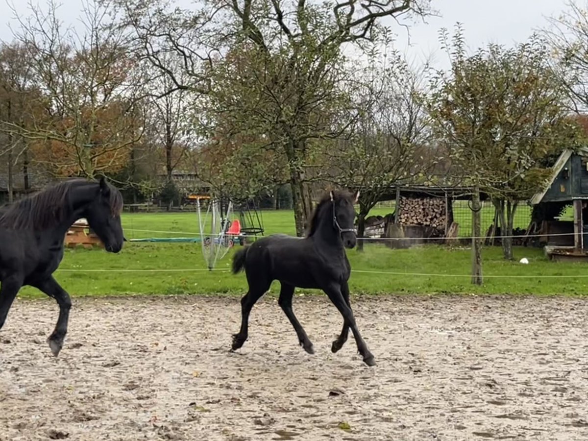 Fries paard Hengst veulen (07/2024) Zwart in Oosterwolde