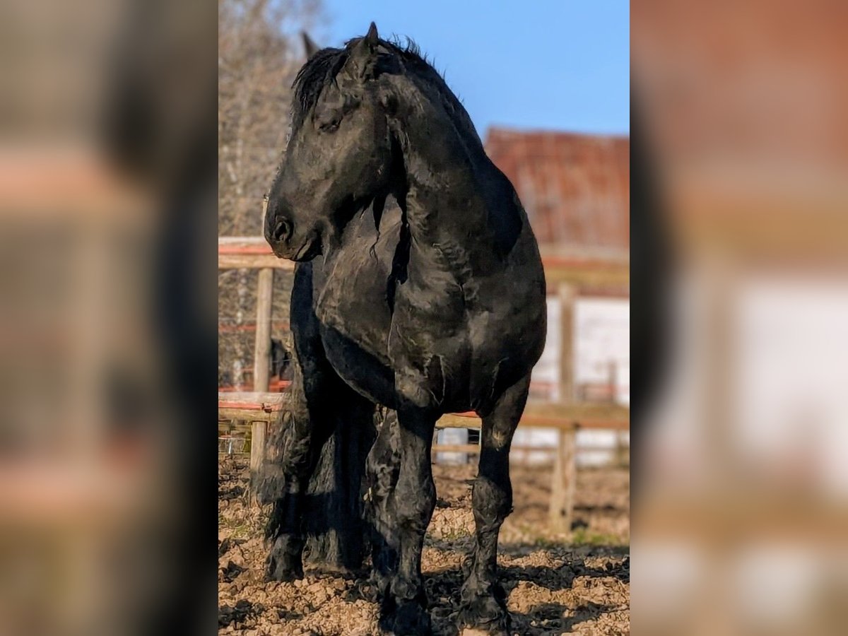 Fries paard Hengst Zwart in Scheibenberg