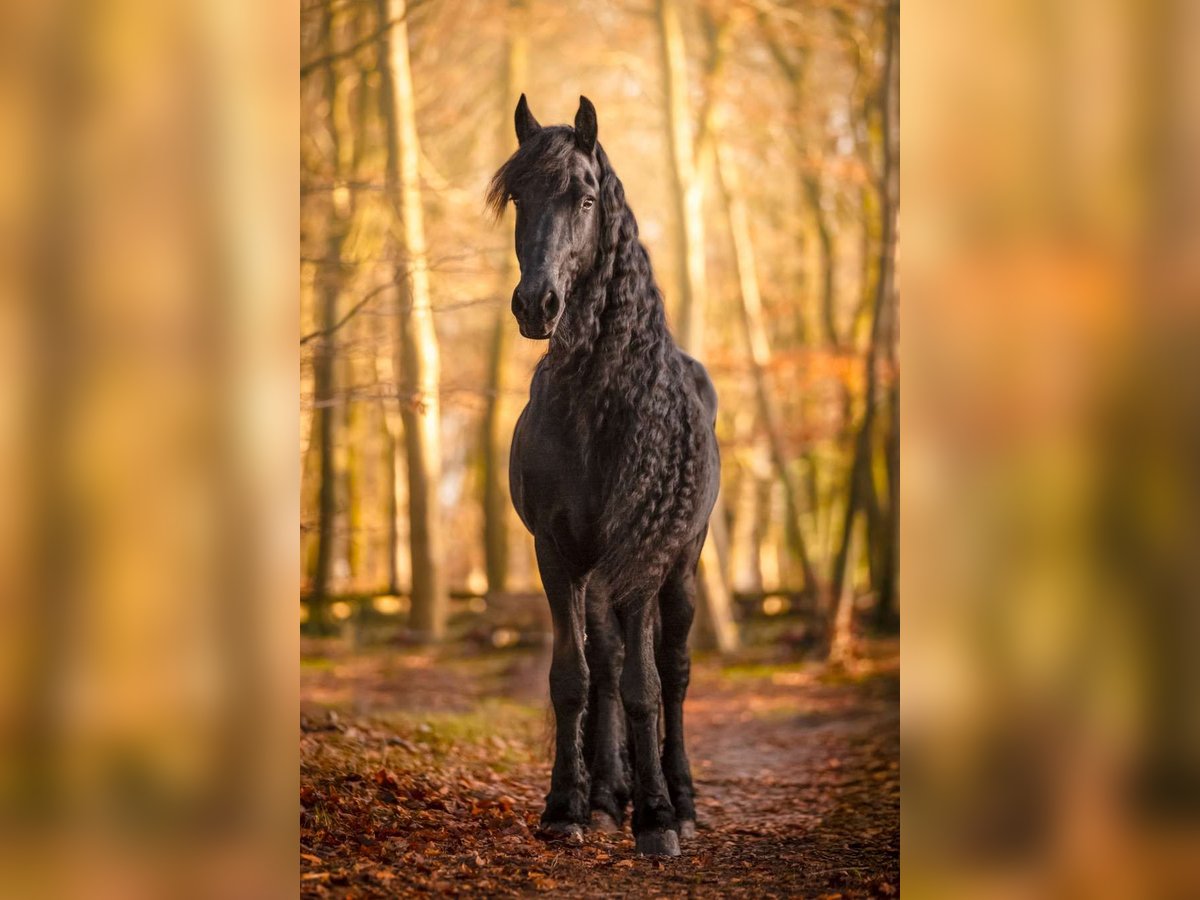 Fries paard Hengst Zwart in Haaksbergen