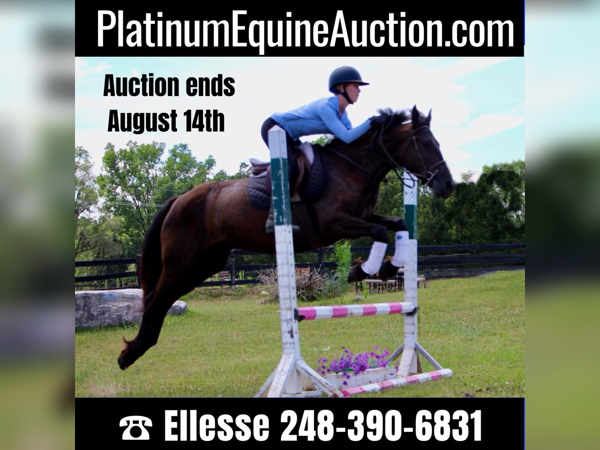 Fries paard Merrie 10 Jaar 155 cm Zwart in Highland MI