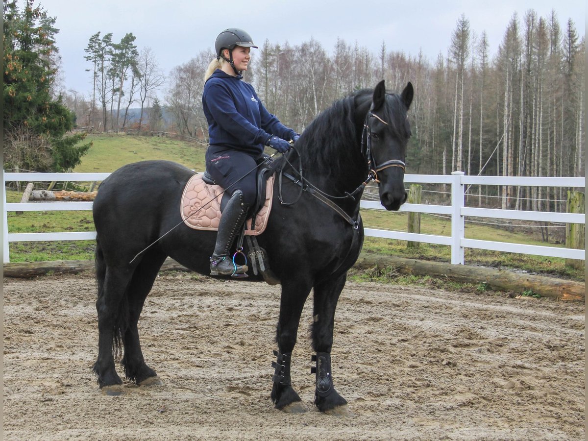 Fries paard Merrie 10 Jaar 158 cm Zwart in Großalmerode