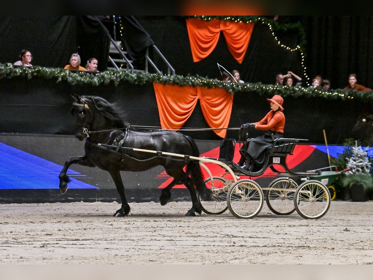 Fries paard Merrie 10 Jaar 162 cm Zwart in South Holland