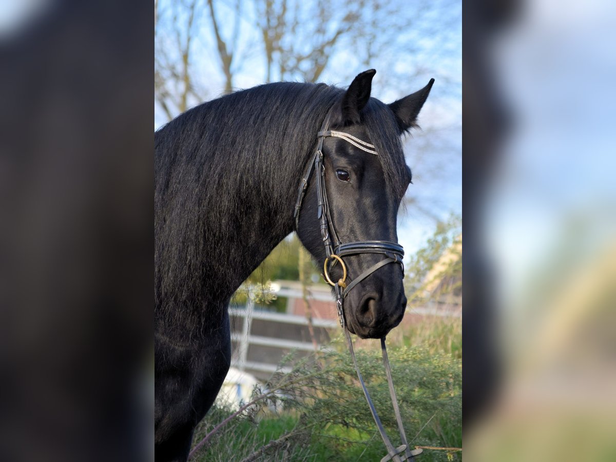 Fries paard Merrie 10 Jaar 165 cm Zwart in Sachsenhagen