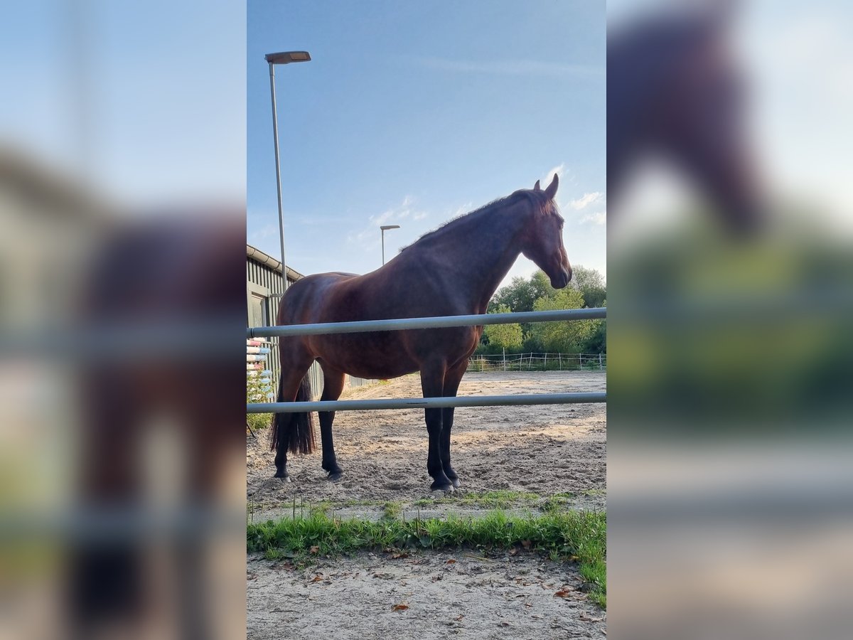 Fries paard Mix Merrie 10 Jaar 168 cm Donkerbruin in Norden