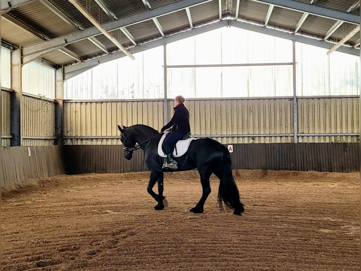 Fries paard Merrie 11 Jaar 162 cm Zwart in Großalmerode