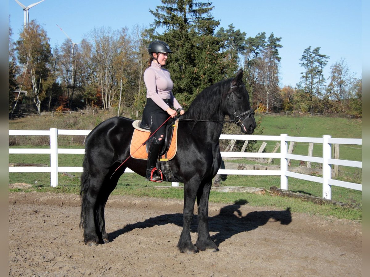 Fries paard Merrie 11 Jaar 162 cm Zwart in Großalmerode