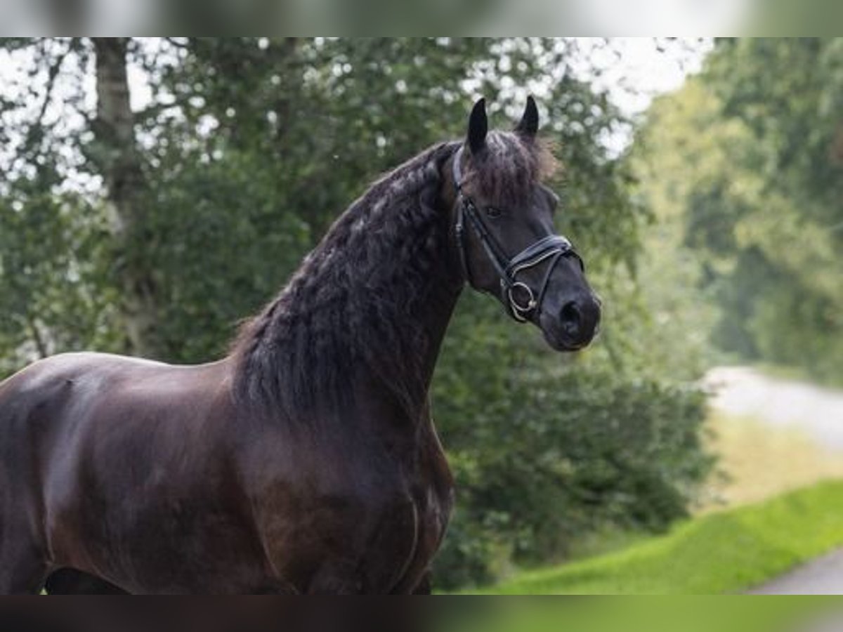 Fries paard Merrie 11 Jaar 167 cm Zwart in Nunspeet