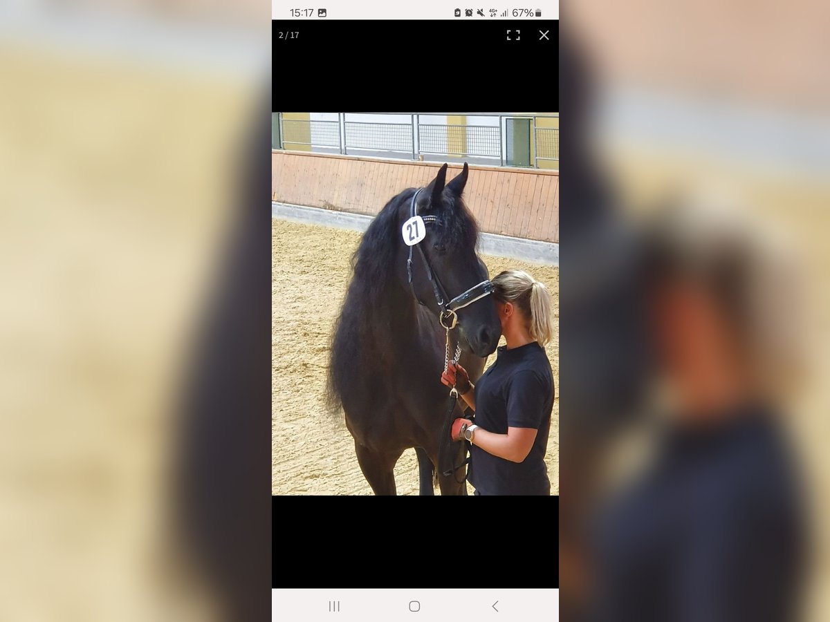 Fries paard Merrie 11 Jaar 170 cm Zwart in Kottingbrunn