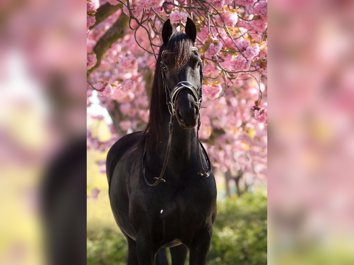 Fries paard Merrie 12 Jaar 161 cm Zwart in Heemskerk