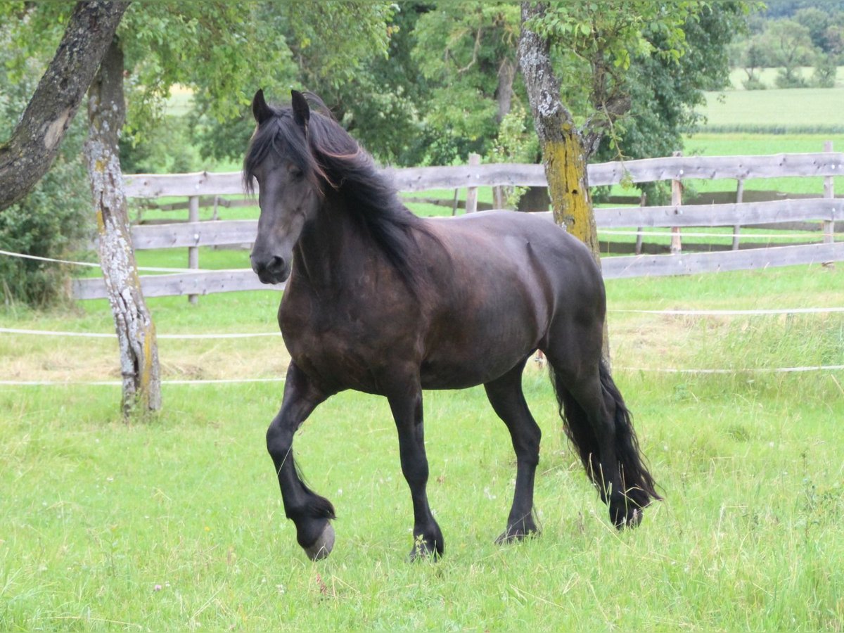 Fries paard Merrie 12 Jaar 163 cm Zwart in Ohrenbach