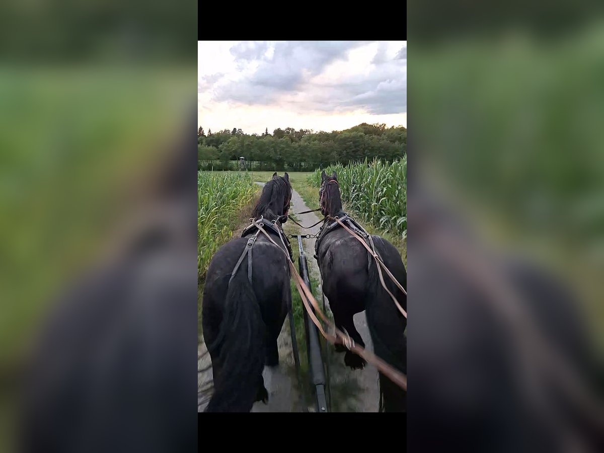Fries paard Merrie 12 Jaar 165 cm in Novo mesto