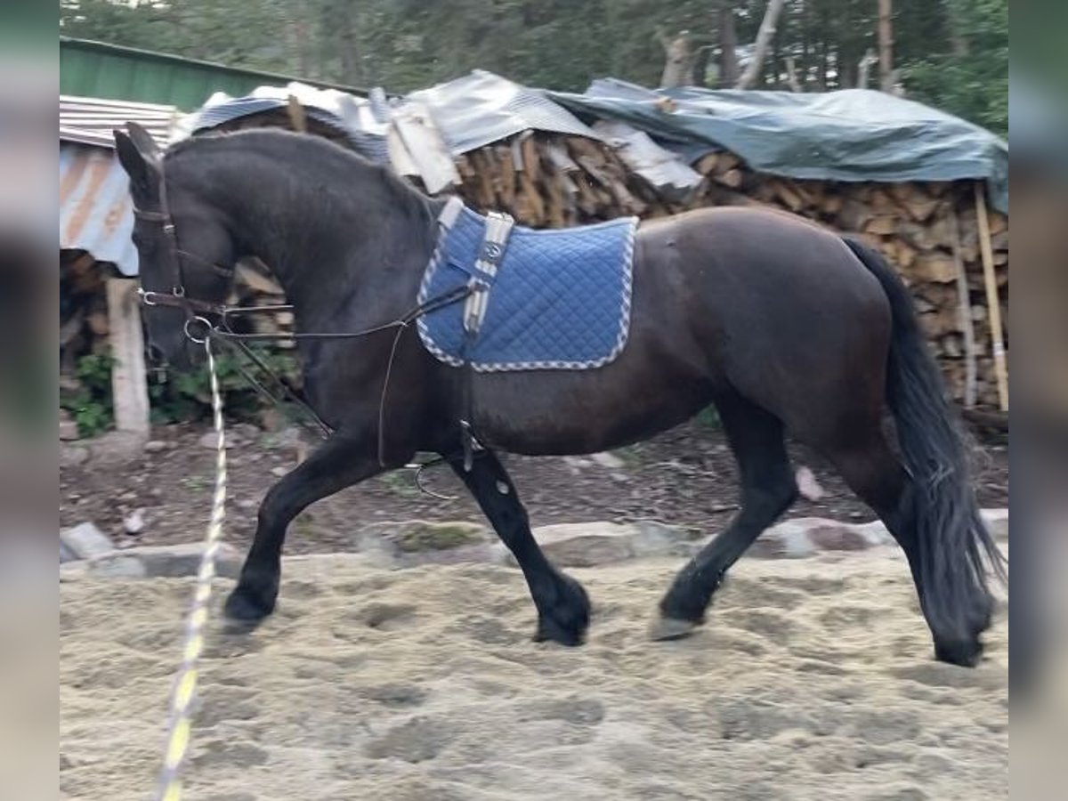 Fries paard Merrie 12 Jaar 165 cm Zwart in Schramberg