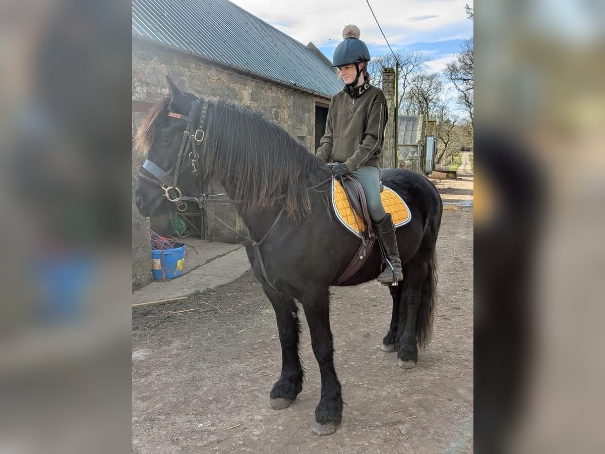 Fries paard Merrie 12 Jaar 60 cm Zwart in Austin