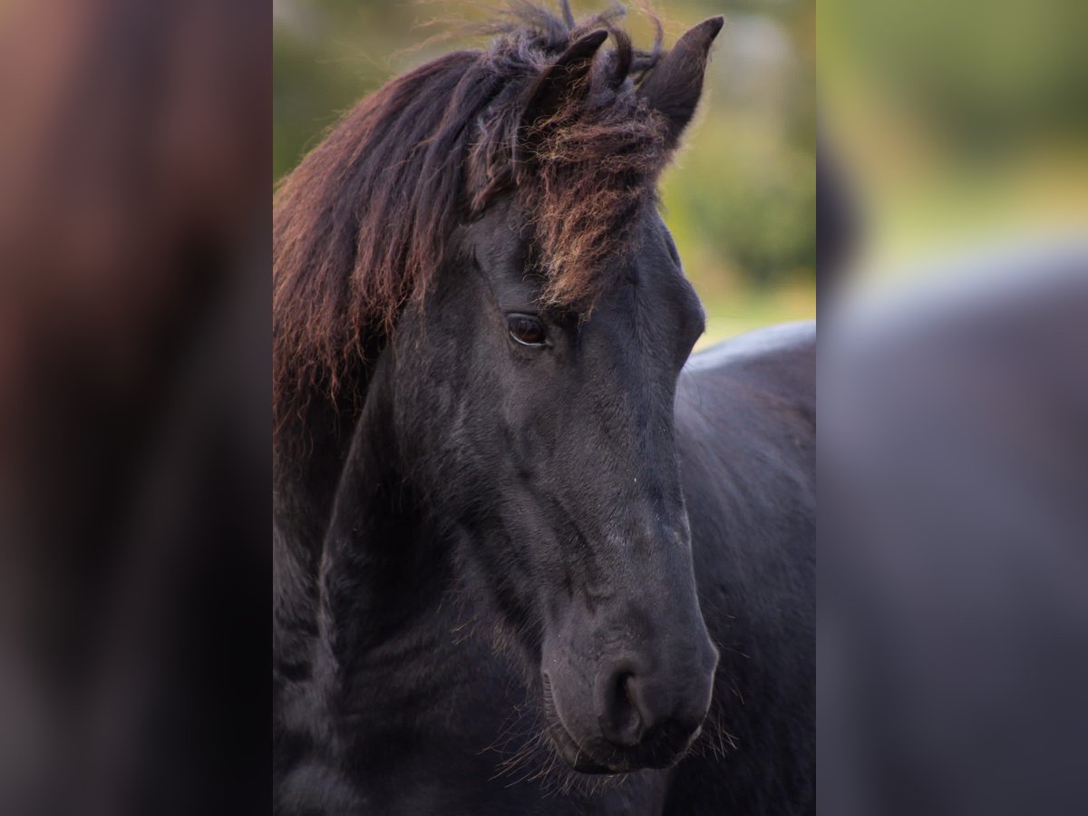 Fries paard Merrie 12 Jaar in Lutzhorn