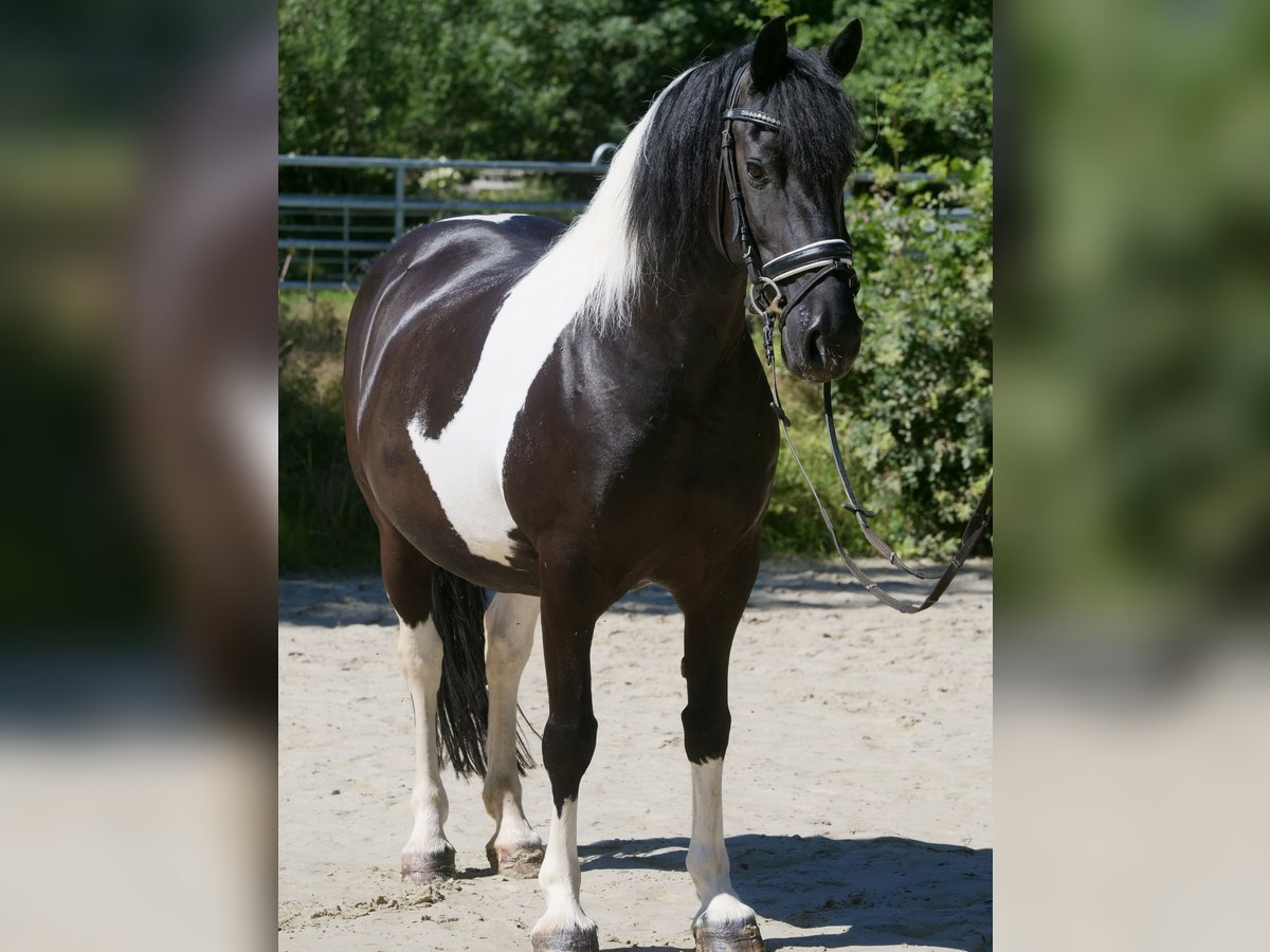 Fries paard Mix Merrie 13 Jaar 158 cm Gevlekt-paard in Windhagen