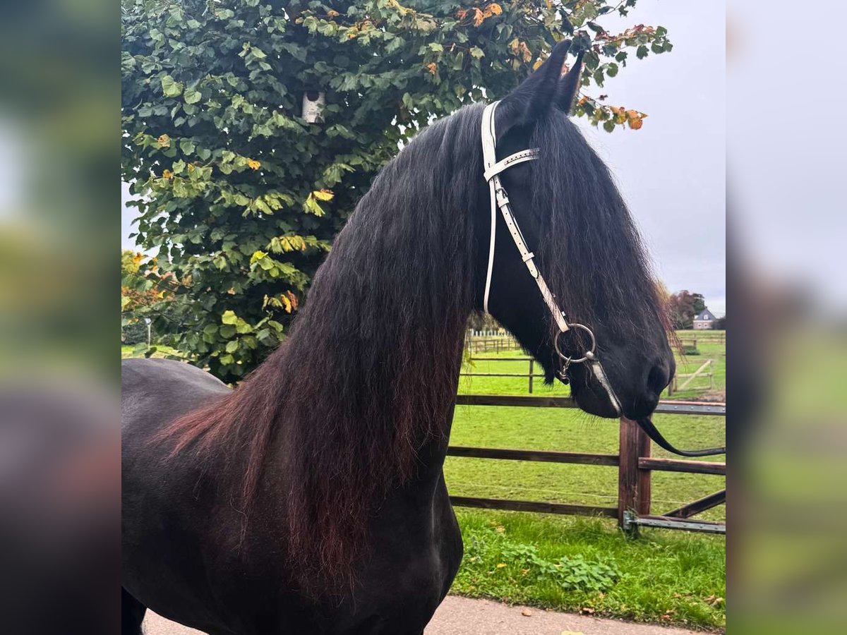 Fries paard Merrie 13 Jaar 163 cm Zwart in Zwanenburg