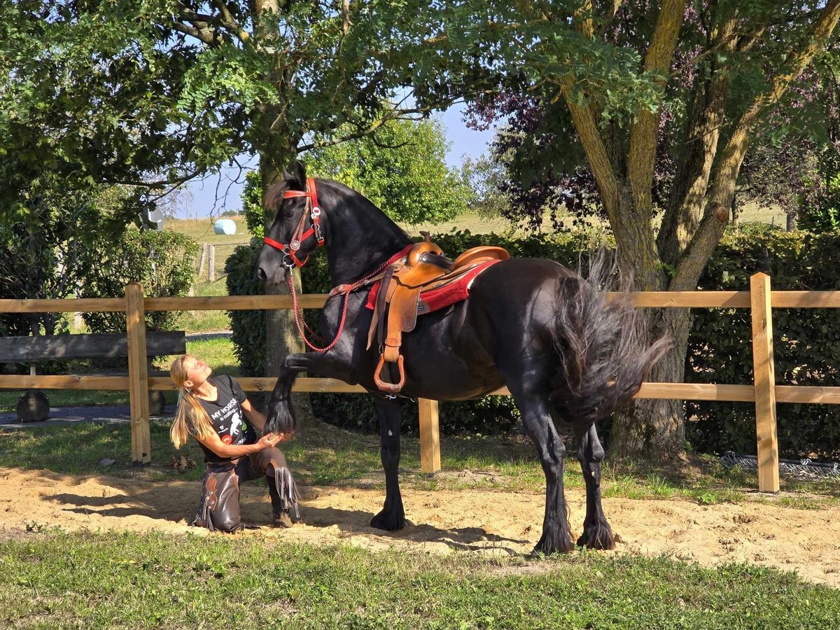 Fries paard Merrie 13 Jaar 164 cm Zwart in Linkenbach