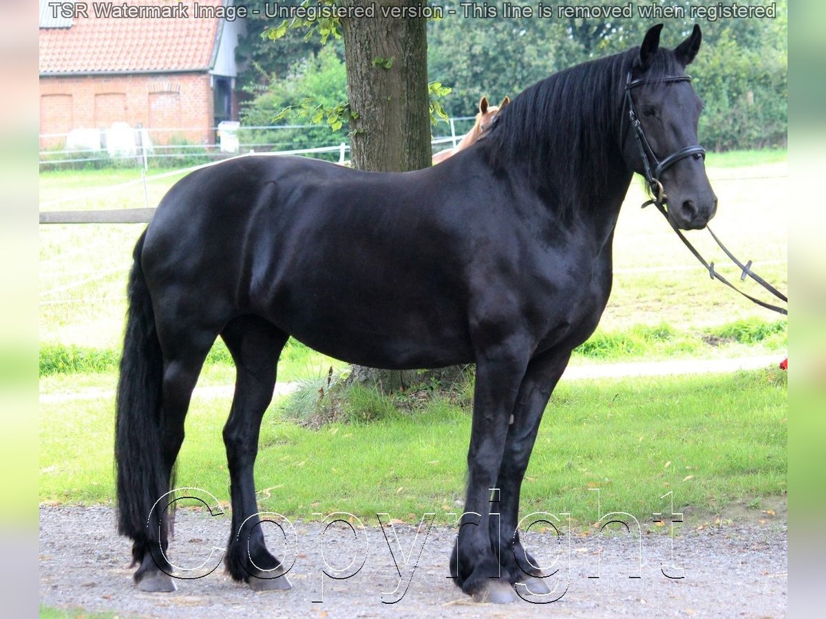 Fries paard Merrie 15 Jaar 159 cm Zwart in Hiddenhausen